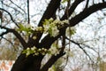 The wonderful mood of blooming spring and youth. A sprig of a young apple tree with beautiful and delicate flowers