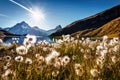 Wonderful morning scene of Bachalp lake / Bachalpsee with feather grass flowers. Stunning autunm scene of Swiss alps, Grindelwald, Royalty Free Stock Photo