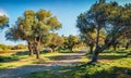 Wonderful morning scene of olive garden with old lighthouse on background