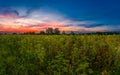 Wonderful morning at a sunflower field at sunrise - lovely moment of summer. Royalty Free Stock Photo