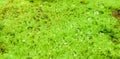 Wonderful mosses and beautiful waterdroplets.