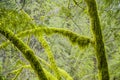 Wonderful mossy trees in the Canadian rain forest