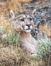 Wonderful mountain lion cougar with her little cub snuggled up to her mom Royalty Free Stock Photo