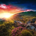 Wonderful mountains sunrise landscape with blooming rhododendron flowers, summer sunrise scenery, colorful summer scene,