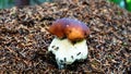 Wonderful mushroom grow on ant hill Royalty Free Stock Photo