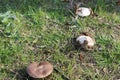 Wonderful mushrooms after the rain, born with the sun