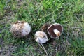 Wonderful mushrooms after the rain, born with the sun