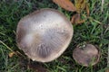 Wonderful mushrooms after the rain, born with the sun