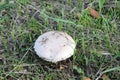 Wonderful mushrooms after the rain, born with the sun