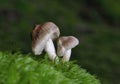 The wonderful mushrooms Tricholoma vaccinum