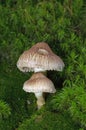 The wonderful mushrooms Tricholoma vaccinum