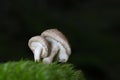 The wonderful mushrooms Tricholoma vaccinum