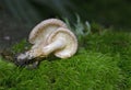 The wonderful mushrooms Tricholoma vaccinum
