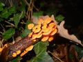 Wonderful mushrooms