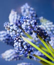 Wonderful muskari bokeh flower