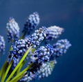 Wonderful muskari bokeh flower