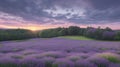 Wonderful nature landscape, amazing sunset scenery with blooming lavender flowers. Royalty Free Stock Photo