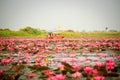 Wonderful nature landscape red pink lotus water lily flower lake sea in the morning, beautiful and famous tourist attractive