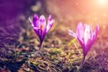 Wonderful Nature scene. Purple Spring Flower Crocus on green Background