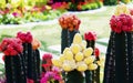 A wonderful nice colorful  photo of flowers and cactus plants in a garden,  used as illustration, wallpaper, abstract, background, Royalty Free Stock Photo