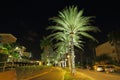 Wonderful night park with green palm trees, parked cars and buildings.