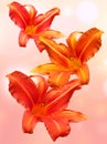 Wonderful orange one day lilies in full bloom Royalty Free Stock Photo