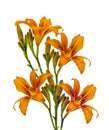 Wonderful orange one day lilies in full bloom Royalty Free Stock Photo