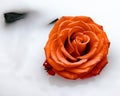 Wonderful orange rose on white background Royalty Free Stock Photo