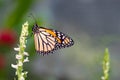 A wonderful orange and yellow butterfly - side view Royalty Free Stock Photo