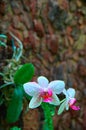 Wonderful Orchid Flower on dark stone wall background. Bright white with pink speckles flowers.For advertising, poster, cover. Royalty Free Stock Photo