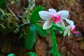 Wonderful Orchid Flower on dark stone wall background. Bright white with pink speckles flowers. Copy space. Royalty Free Stock Photo