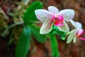 Wonderful Orchid Flower on dark stone wall background. Bright white with pink speckles flowers.For poster, calendar, cover. Royalty Free Stock Photo