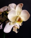 White orchid flower in dark background Royalty Free Stock Photo