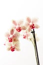 Wonderful Orchid flower Royalty Free Stock Photo