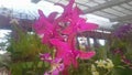 The wonderful Orchid flowers of sri lanka