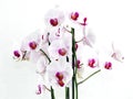 A wonderful orchid on a white background