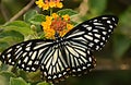 Wonderful oriental common mime papilio clytia clytia butterfly.