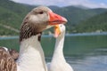 Wonderful panorama of the lake of Scanno with ducks