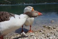 Wonderful panorama of the lake of Scanno with ducks