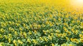 Wonderful panoramic view field of sunflowers by summertime