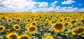 Wonderful panoramic view field of sunflowers by summertime