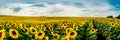 Wonderful panoramic view field of sunflowers