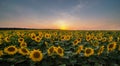 panoramic view field of sunflowers by summertime evening, sunset time Royalty Free Stock Photo