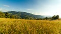 Wonderful panoramic view field of wild flowers by summertime. Area of the Carpathian Mountains above Kamyanka Mountain Royalty Free Stock Photo