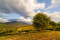 Wonderful panoramic view field of wild flowers by summertime. Area of the Carpathian Mountains above Kamyanka Mountain Royalty Free Stock Photo