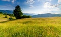 Wonderful panoramic view field of wild flowers by summertime. Area of the Carpathian Mountains above Kamyanka Mountain Royalty Free Stock Photo