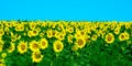 Wonderful panoramic view of the sunflower field in summer. Background blurred