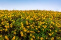 Wonderful panoramic yellow flowers in summer