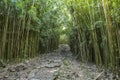 Wonderful path through tall bamboo trees, Maui, Hawaii Royalty Free Stock Photo