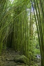 Wonderful path through tall bamboo trees, Maui, Hawaii Royalty Free Stock Photo